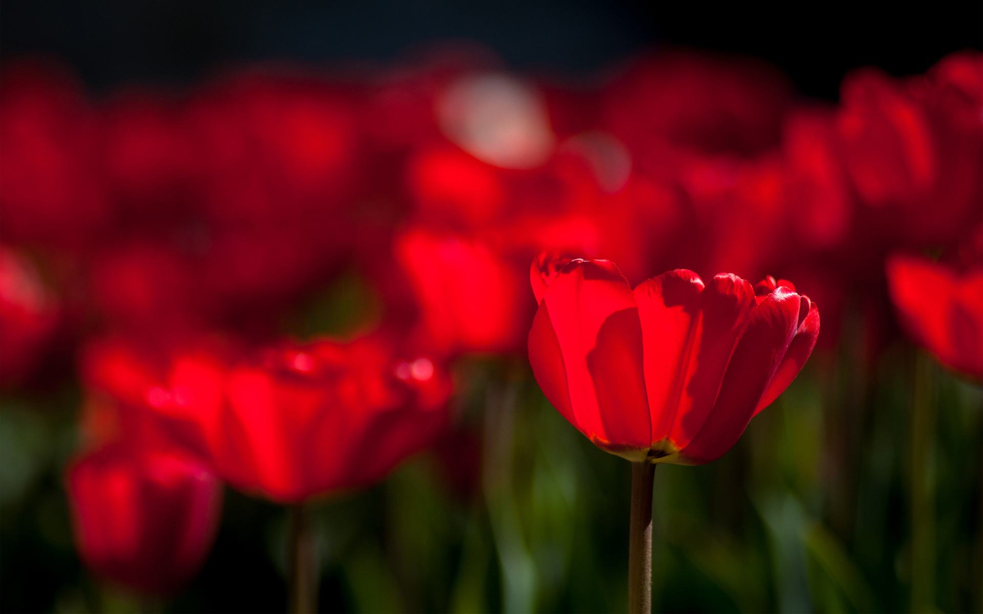 flowers, Spring, Tulips Wallpaper