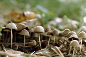 mushrooms, Group