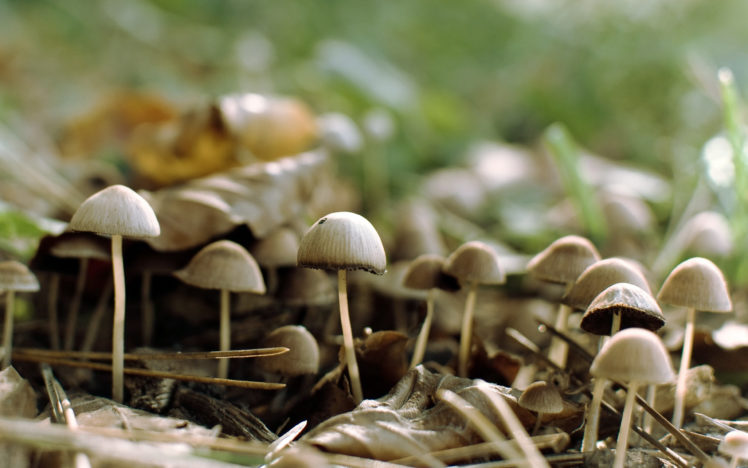 mushrooms, Group HD Wallpaper Desktop Background