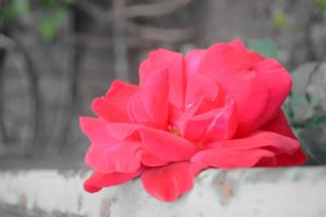 cute, Red, Flower