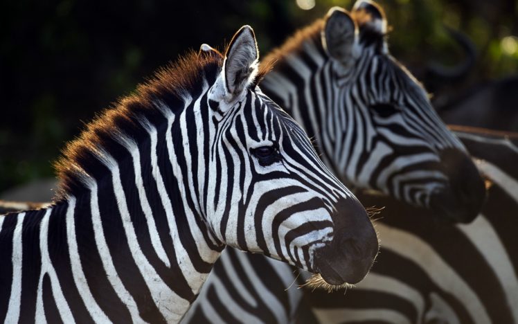 animals, Savage, African, Wild, Life HD Wallpaper Desktop Background