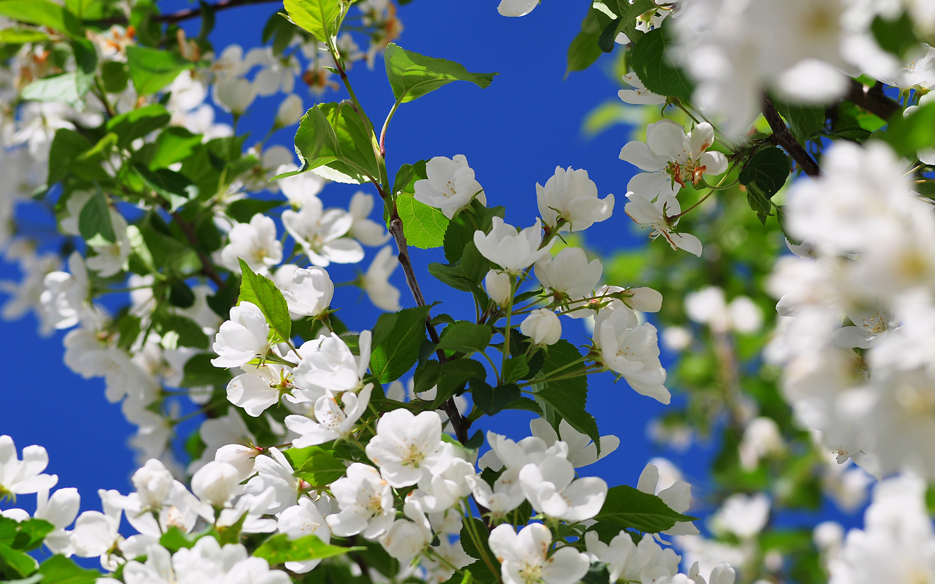 blossoms, Flowers, Trees Wallpaper
