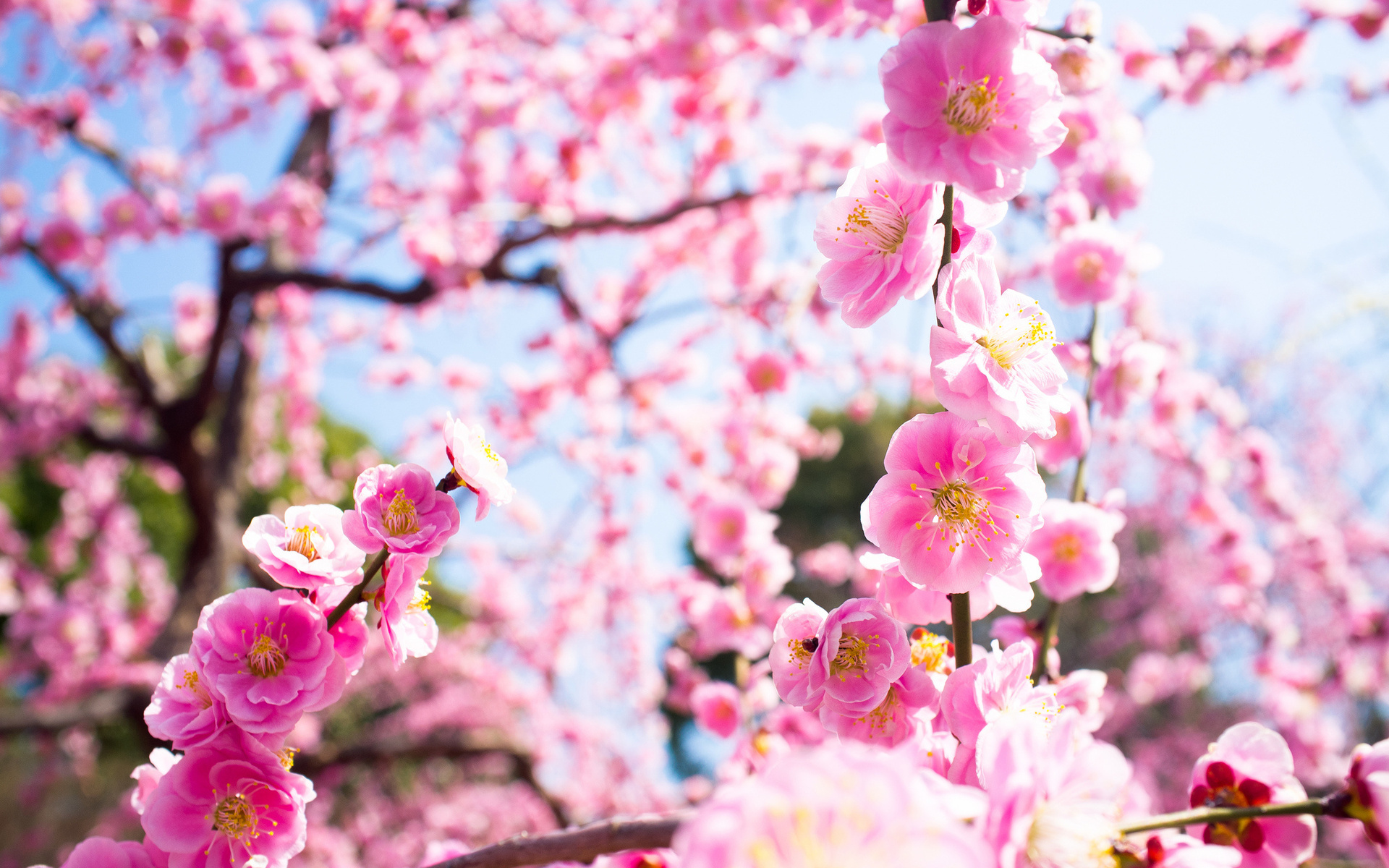 blossoms, Flowers, Trees Wallpaper