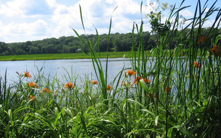 river, Forest, Grass, Nature, Lakes, Flowers HD Wallpaper Desktop Background