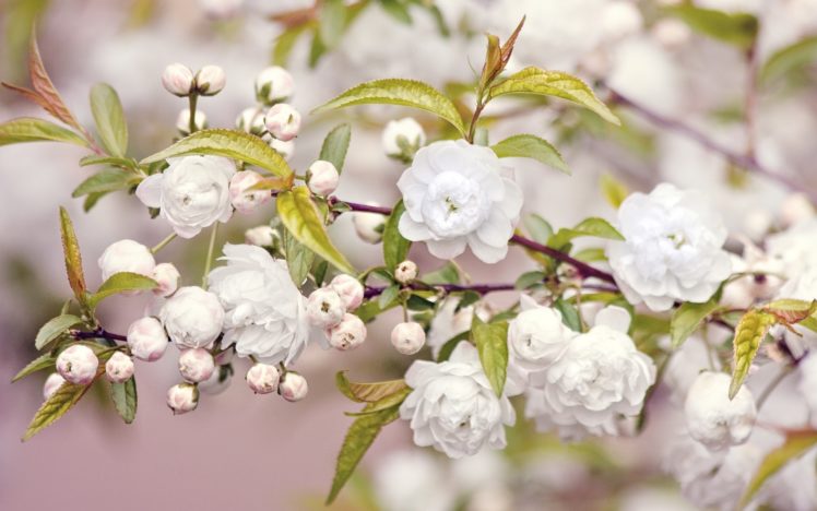 branch, Bloom, Buds, Blossom, Blossoms HD Wallpaper Desktop Background