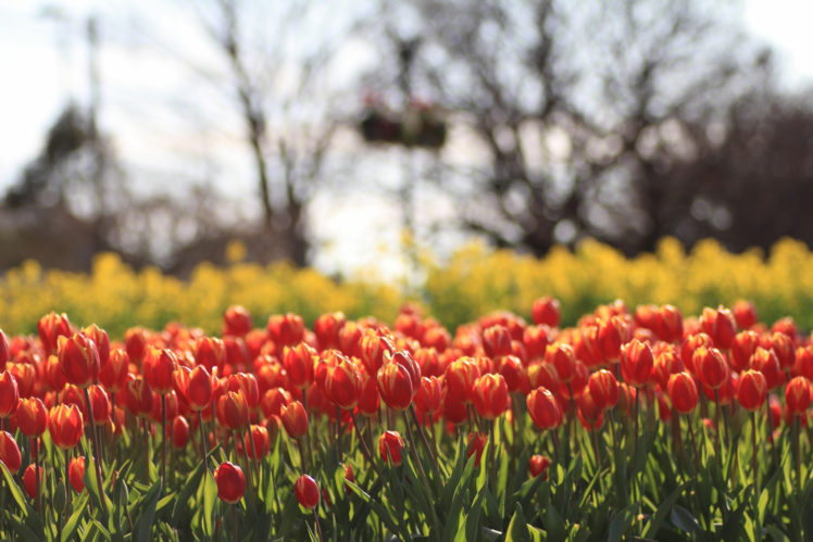 tulips, Yellow, Red, Flowers, Field, Motion, Blur HD Wallpaper Desktop Background
