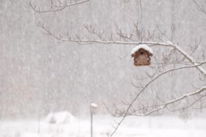 winter, Storm, House, Snow, Birds
