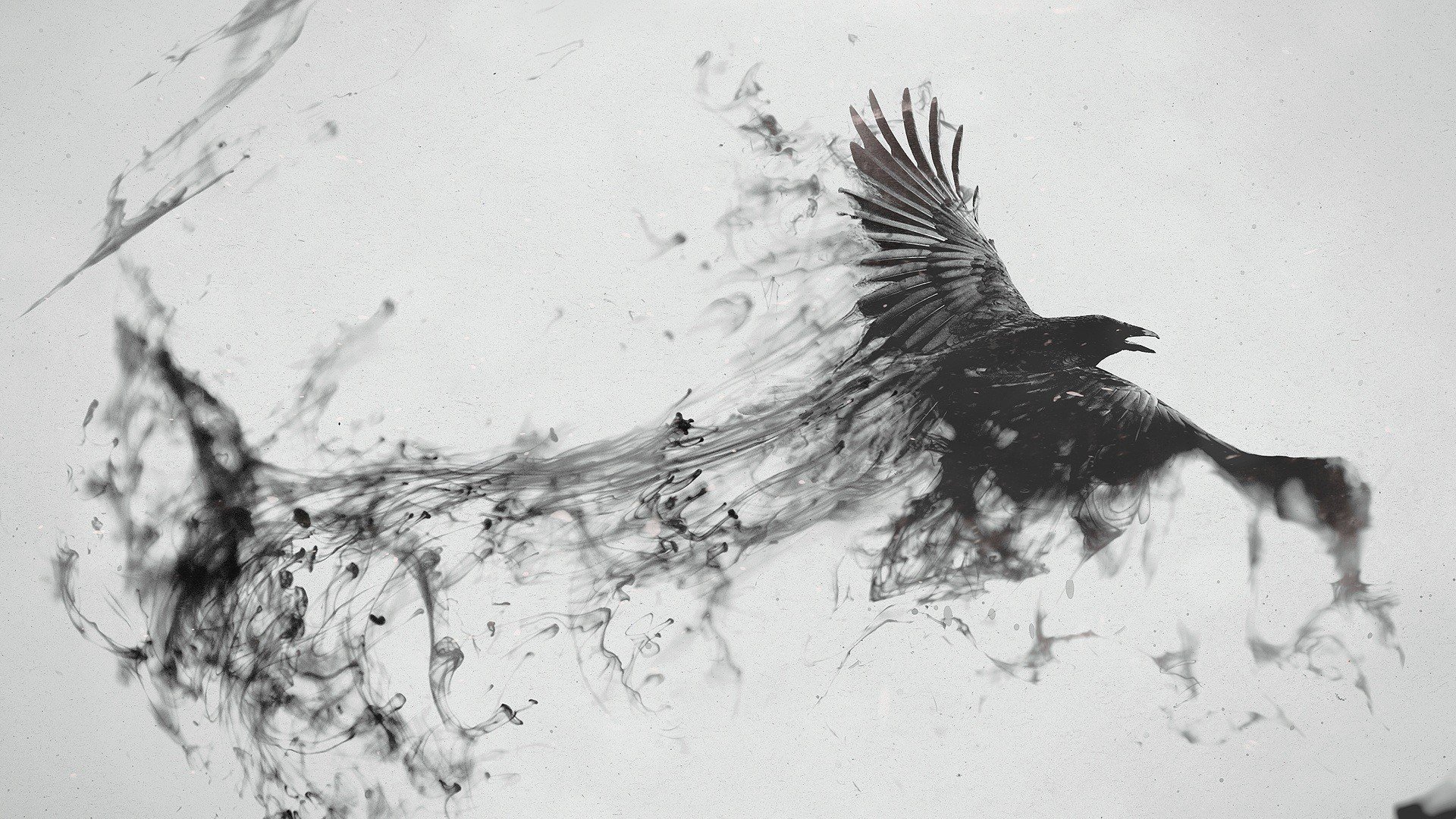 raven, Bird, Flying Wallpaper