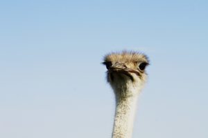 ostrich, Eyes, Eyes, Head, Bird, Legs, Eyes, Running, Speed, Beak, Feathers