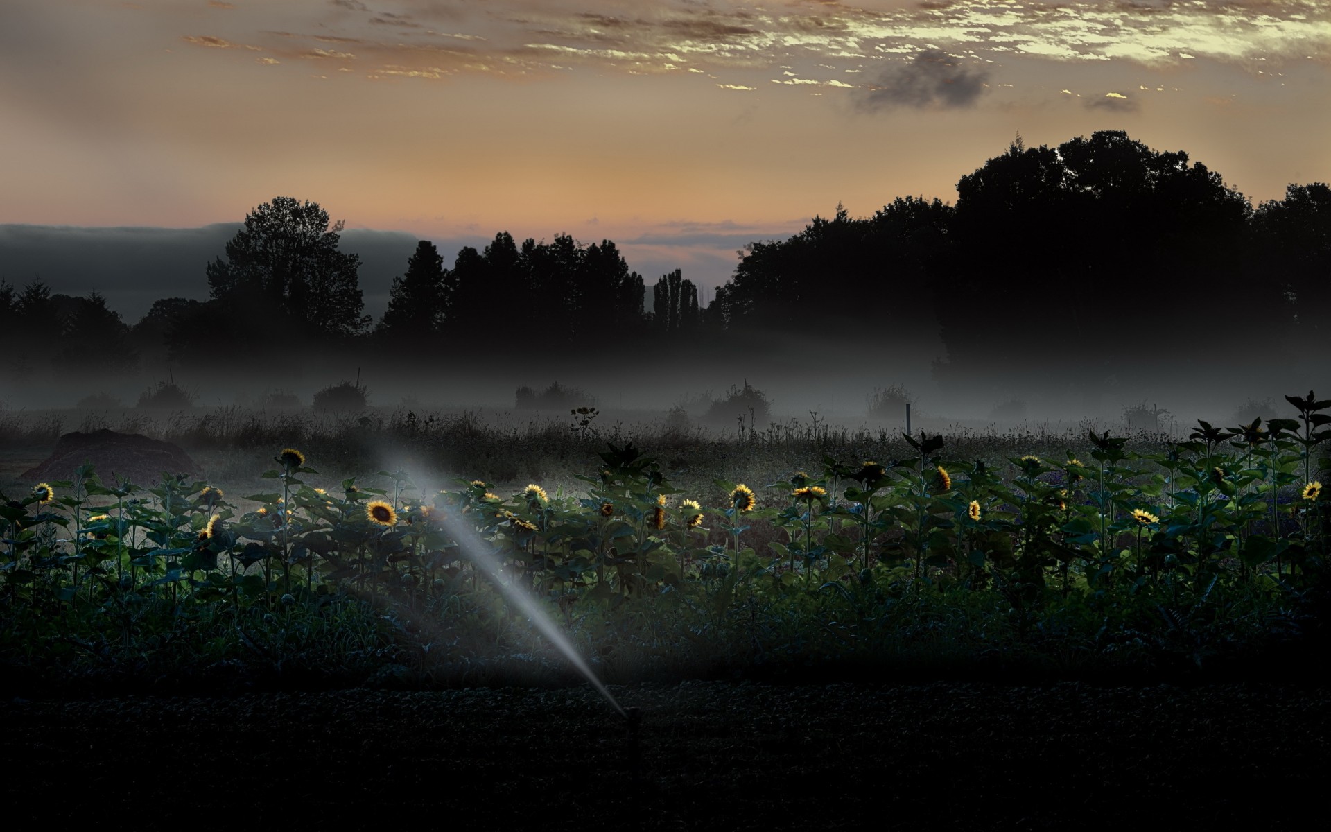 sunflowers, Night, Landscape Wallpapers HD / Desktop and ...