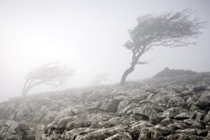 fog, Wood, Stones, Nature