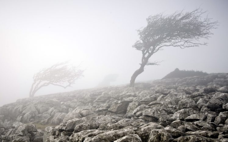 fog, Wood, Stones, Nature HD Wallpaper Desktop Background