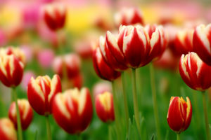 tulips, Herbs