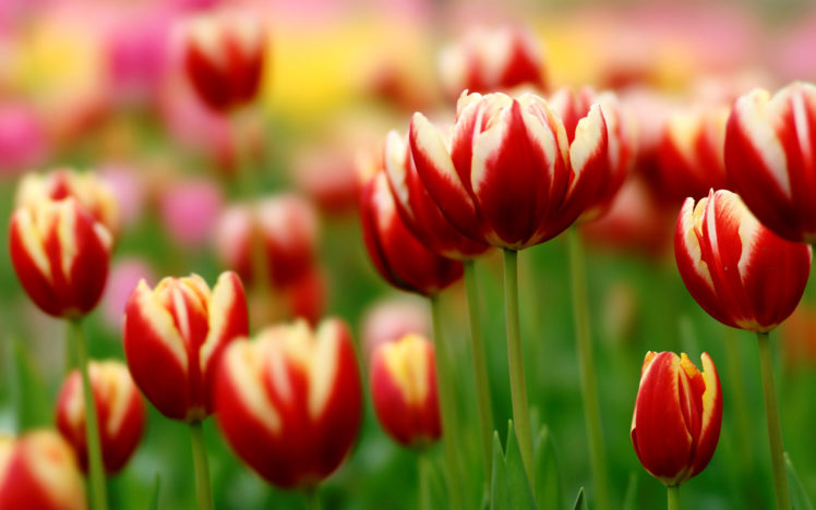 tulips, Herbs HD Wallpaper Desktop Background