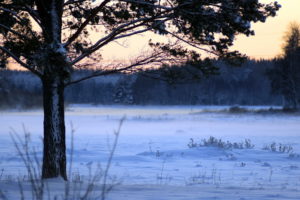 field, Tree, Winter