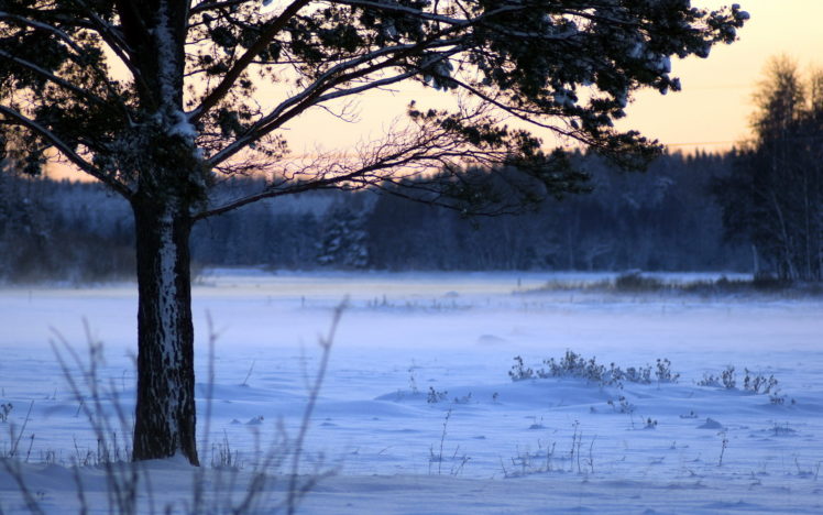 field, Tree, Winter HD Wallpaper Desktop Background