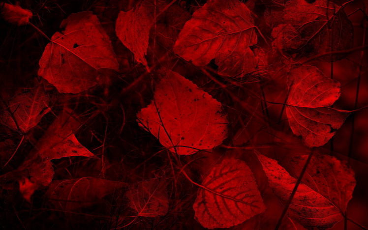 leaves, Color, Close up HD Wallpaper Desktop Background
