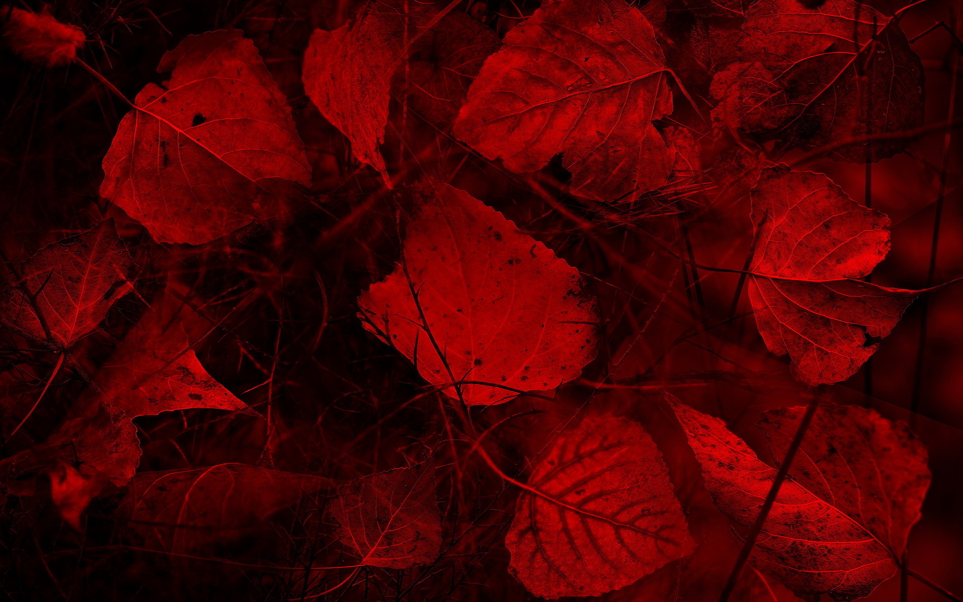 leaves, Color, Close up Wallpaper