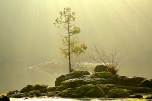 morning, Fog, Tree, Nature