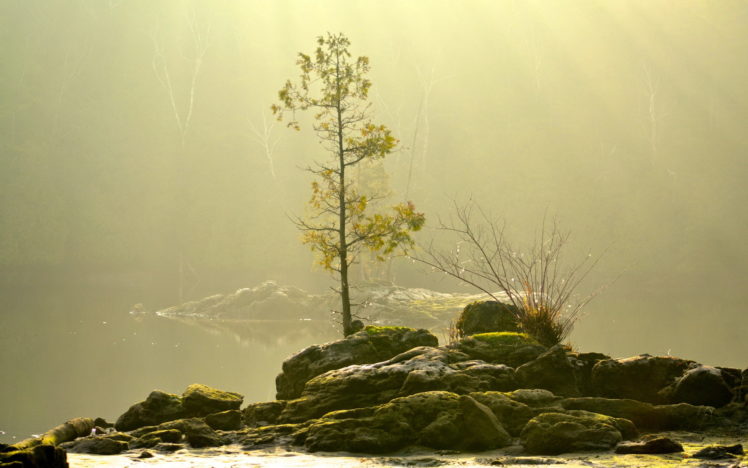morning, Fog, Tree, Nature HD Wallpaper Desktop Background