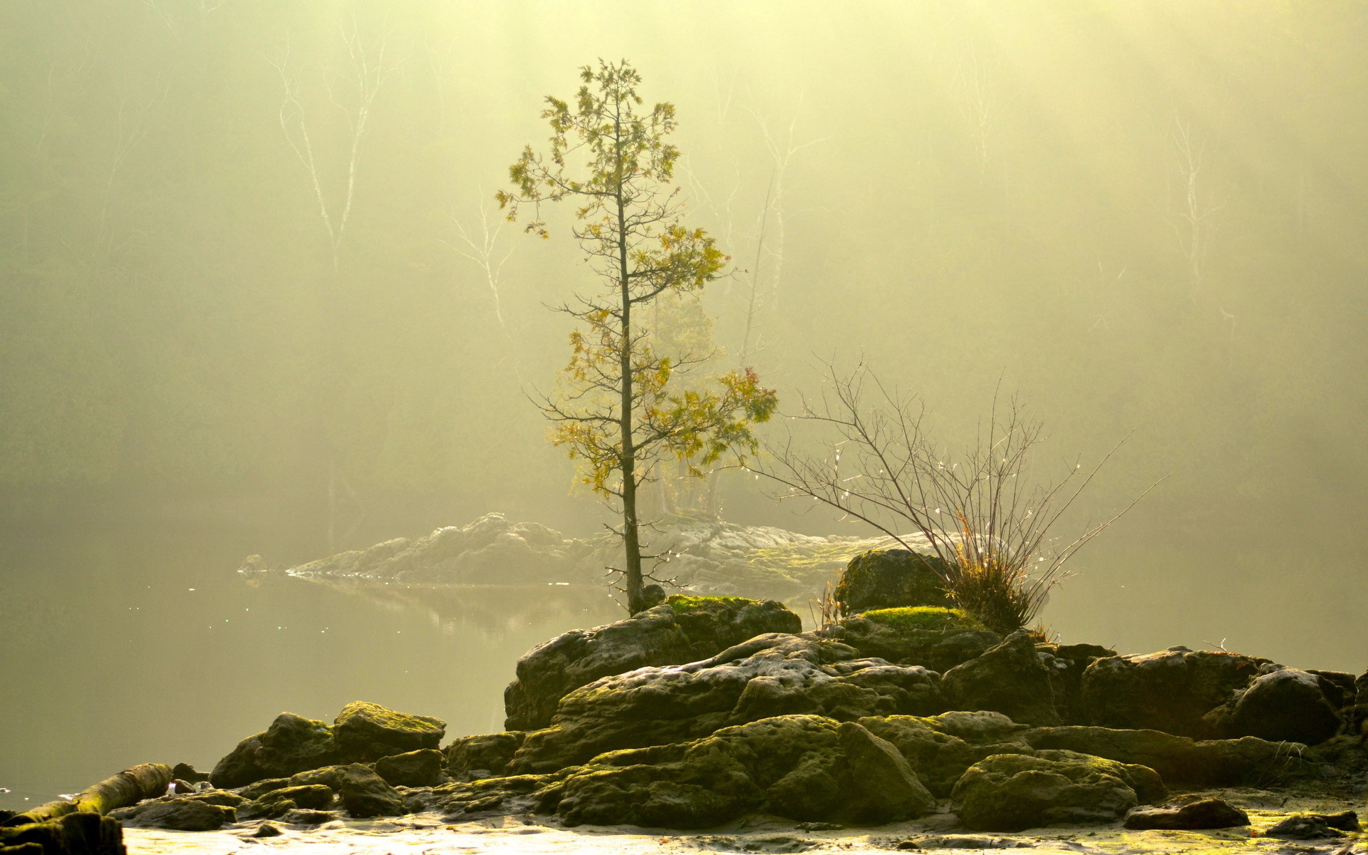 morning, Fog, Tree, Nature Wallpaper