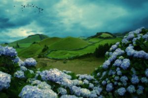 mountains, Flowers, Clouds, Birds