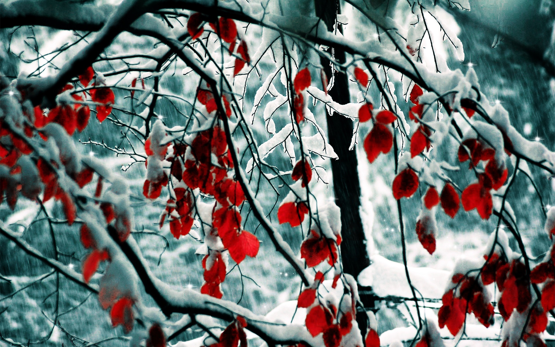 snow, Leaves Wallpaper