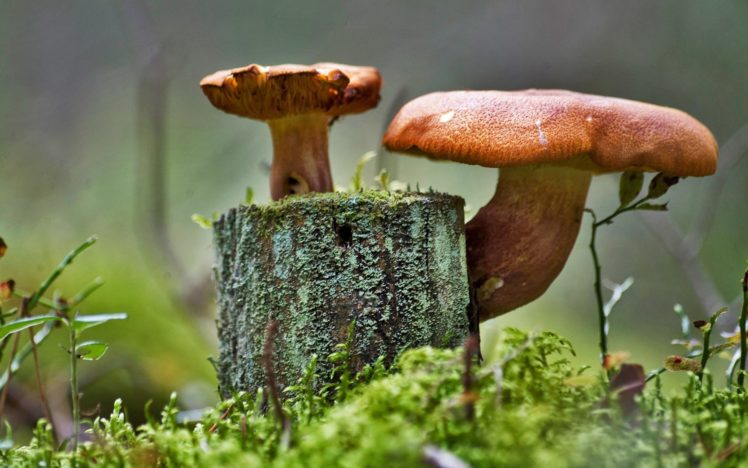 mushroom, Wide HD Wallpaper Desktop Background