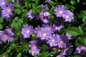 asters, Violet, Flowers
