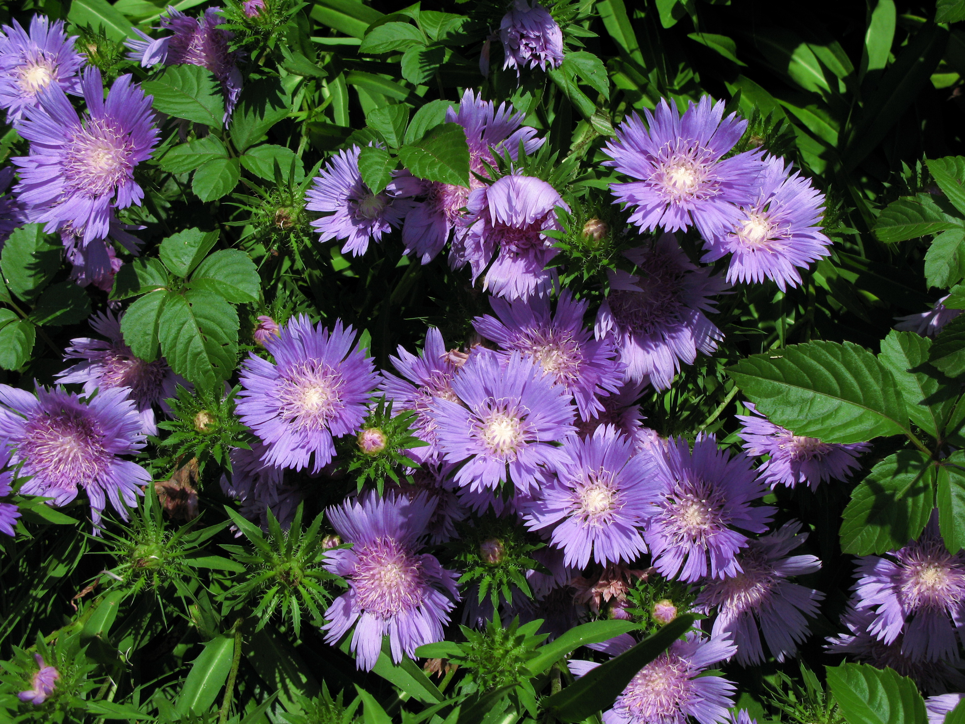 asters, Violet, Flowers Wallpaper