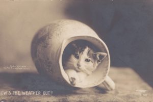 postcard, Paper, Poster, Advertising, Vintage, Retro, Antique, Cat