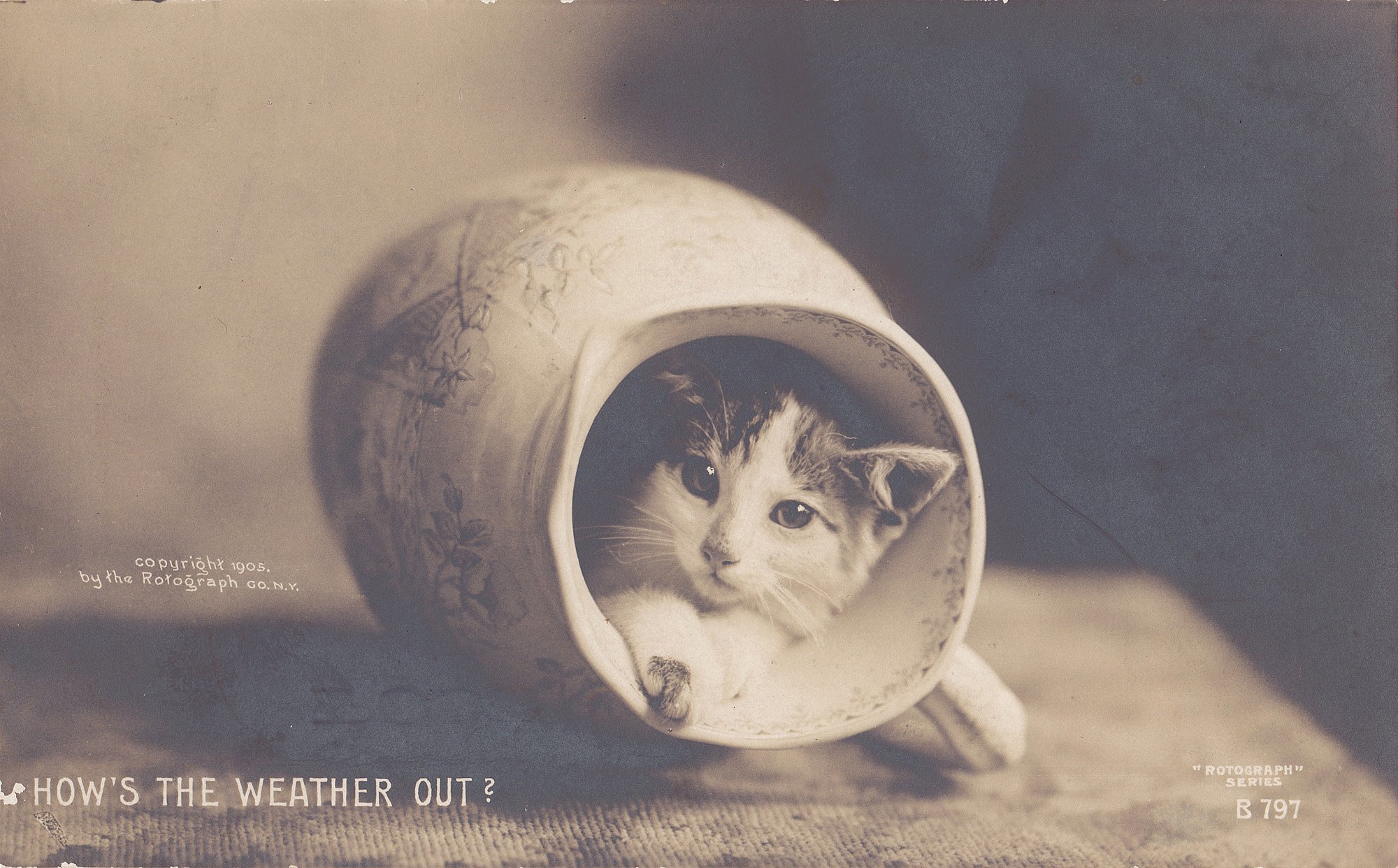 postcard, Paper, Poster, Advertising, Vintage, Retro, Antique, Cat Wallpaper