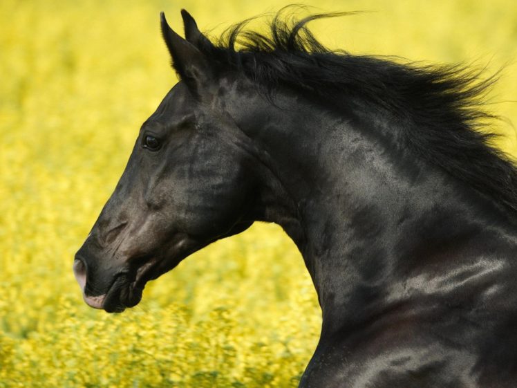 animals, Horse, Grass, Mane, Wind HD Wallpaper Desktop Background
