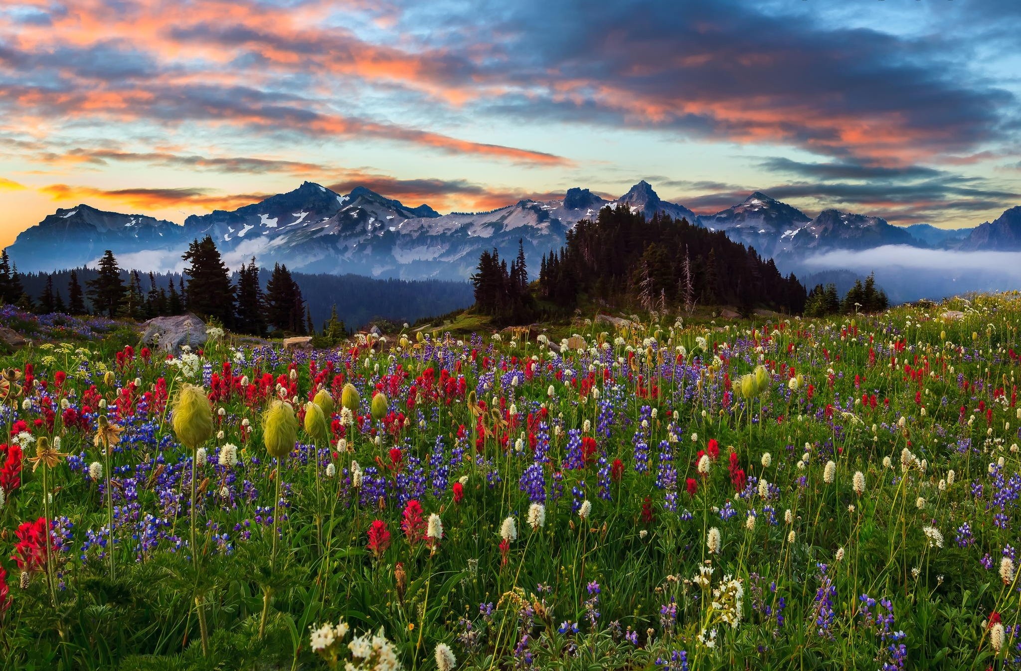 mountains, Sunset, Field, Flowers, Mount, Rainier, Washington, Landscape Wallpaper