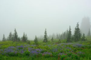 field, Flowers, Trees, Fog
