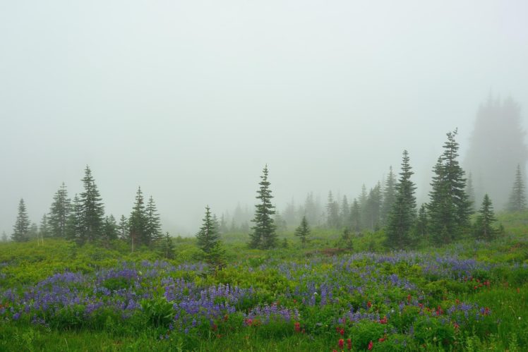 field, Flowers, Trees, Fog HD Wallpaper Desktop Background