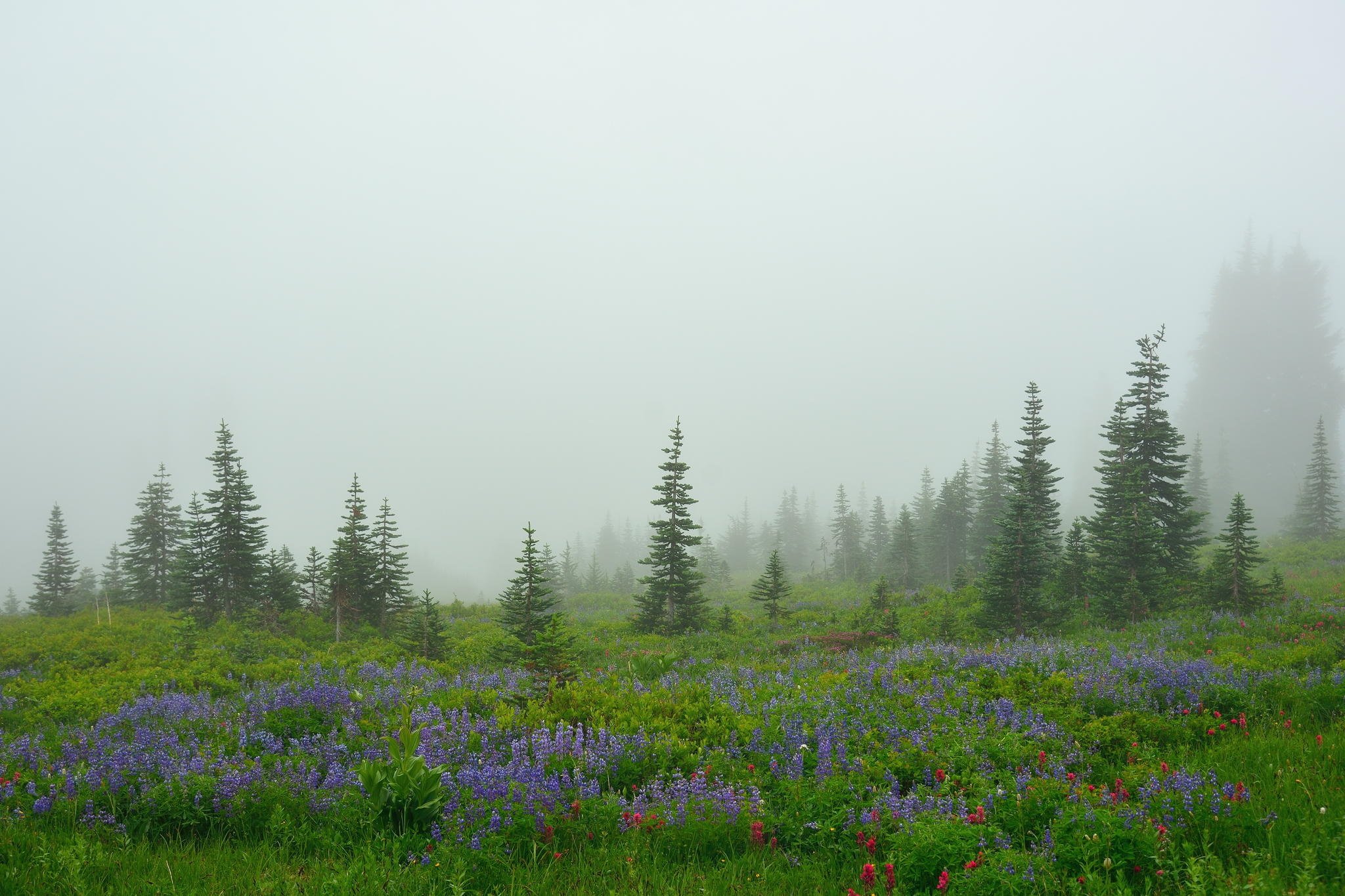 field, Flowers, Trees, Fog Wallpaper