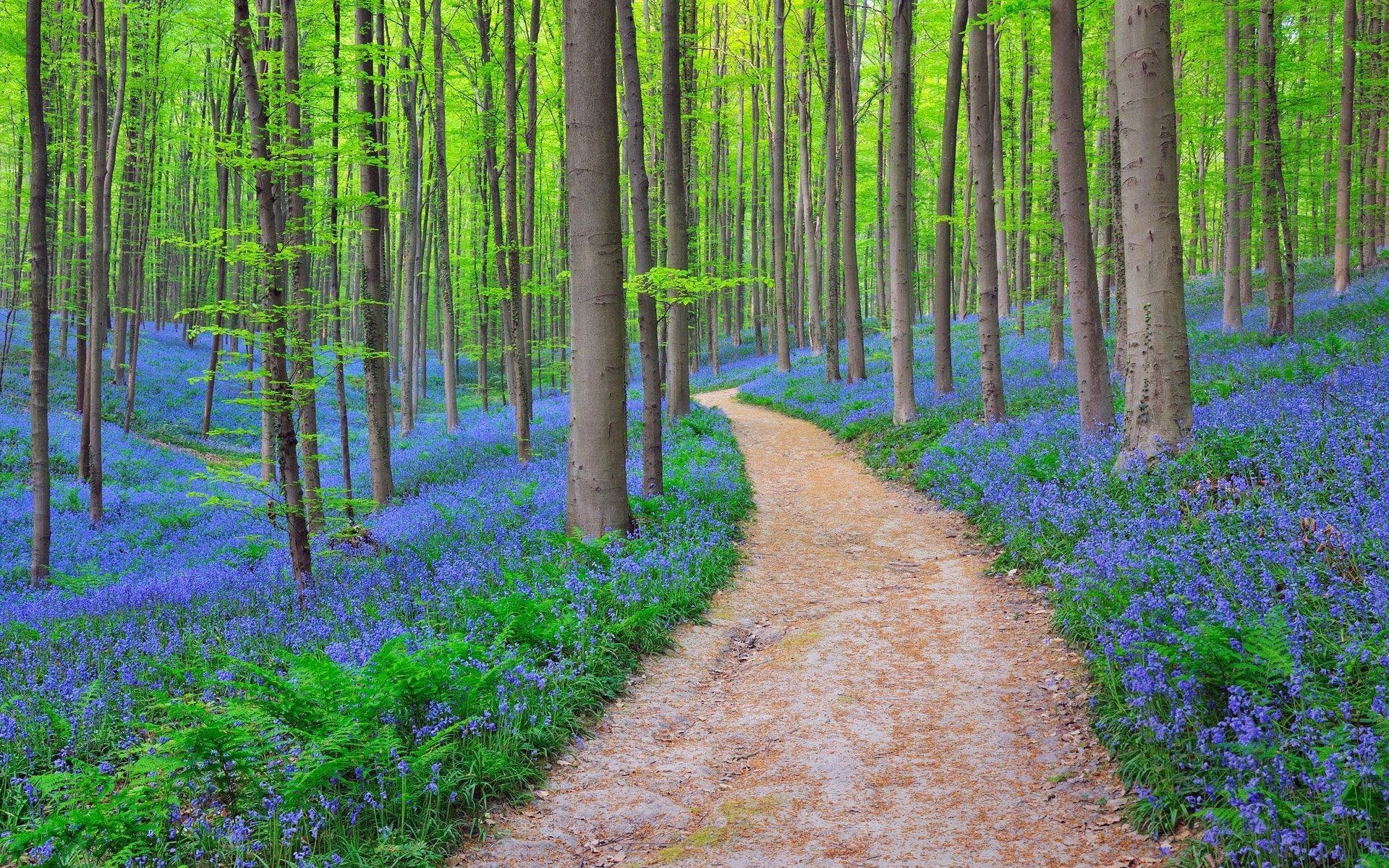 forest, Trees, Flowers, Road, Nature Wallpaper
