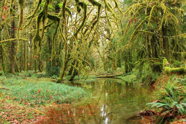 forest, Trees, Moss, Pond, Nature HD Wallpaper Desktop Background