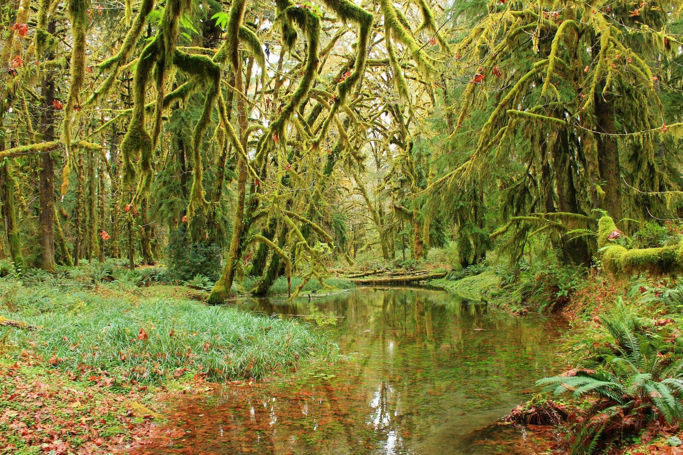 forest, Trees, Moss, Pond, Nature Wallpaper