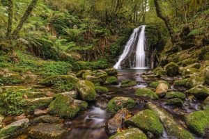 forest, Trees, Stream, Waterfall, Rocks, Moss, Nature