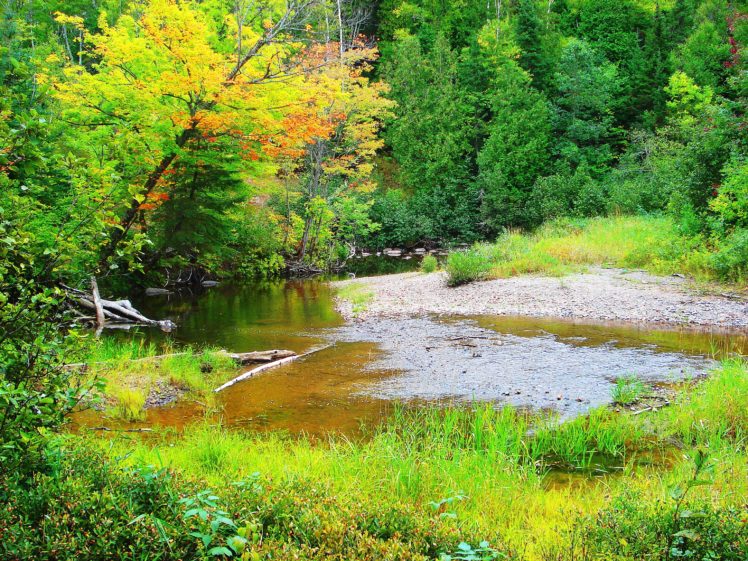 forest, Trees, Pond, Autumn, Nature HD Wallpaper Desktop Background