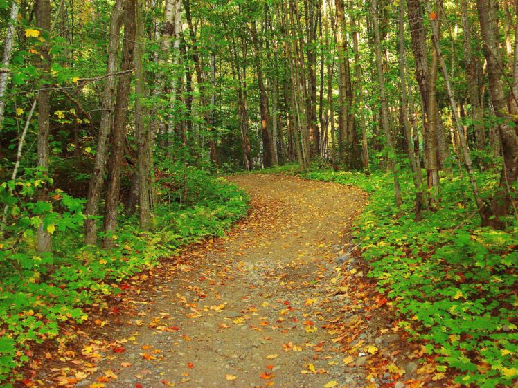 forest, Trees, Road, Nature HD Wallpaper Desktop Background