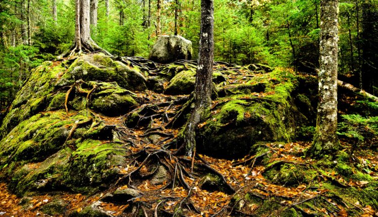 forest, Trees, Rocks, Roots, Nature HD Wallpaper Desktop Background