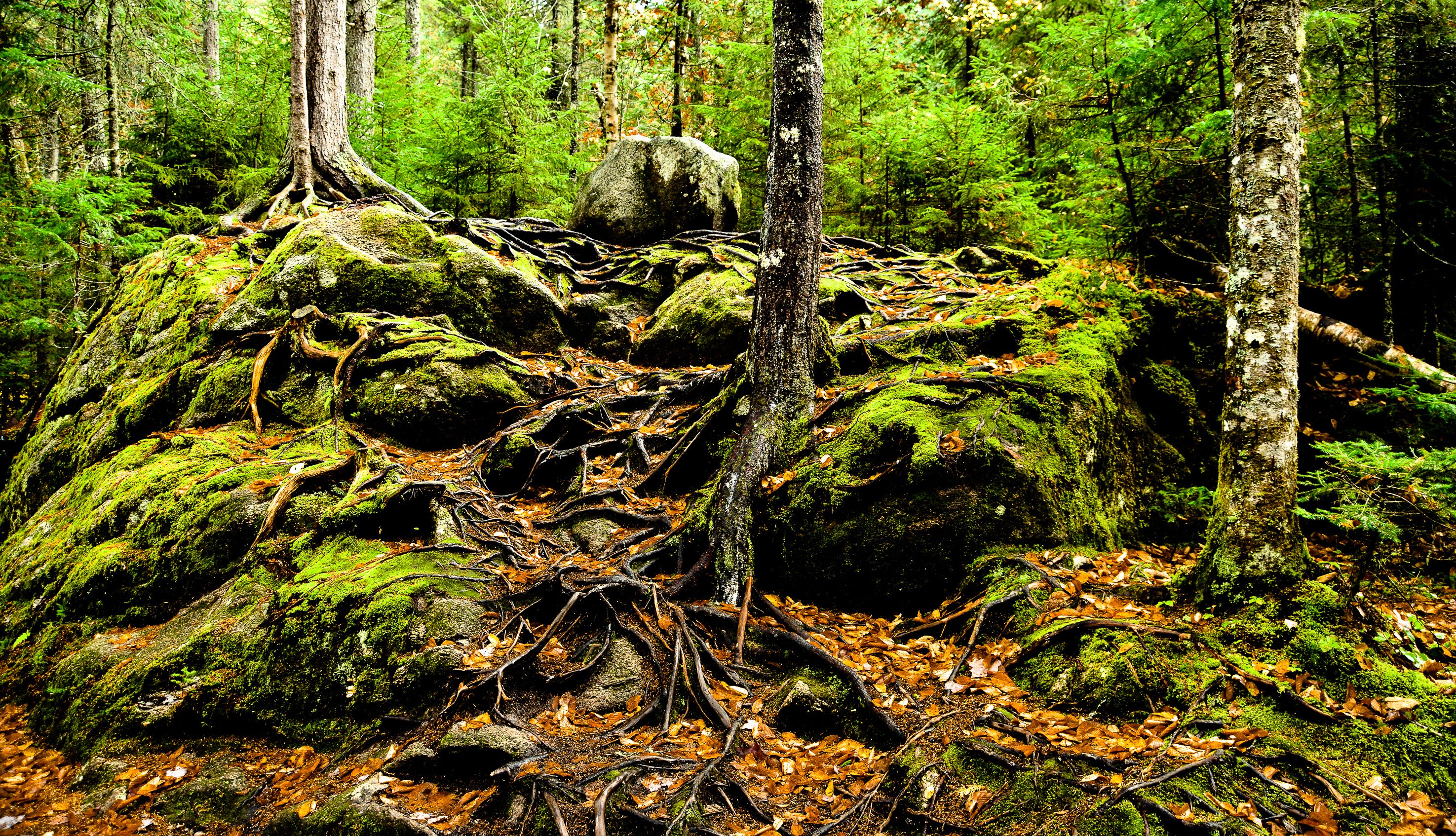 forest, Trees, Rocks, Roots, Nature Wallpaper