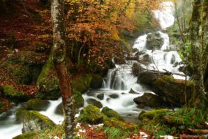 forest, Trees, Autumn, Waterfall, Rocks, Moss, Nature