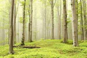 forest, Meadow, Trees, Fog, Nature