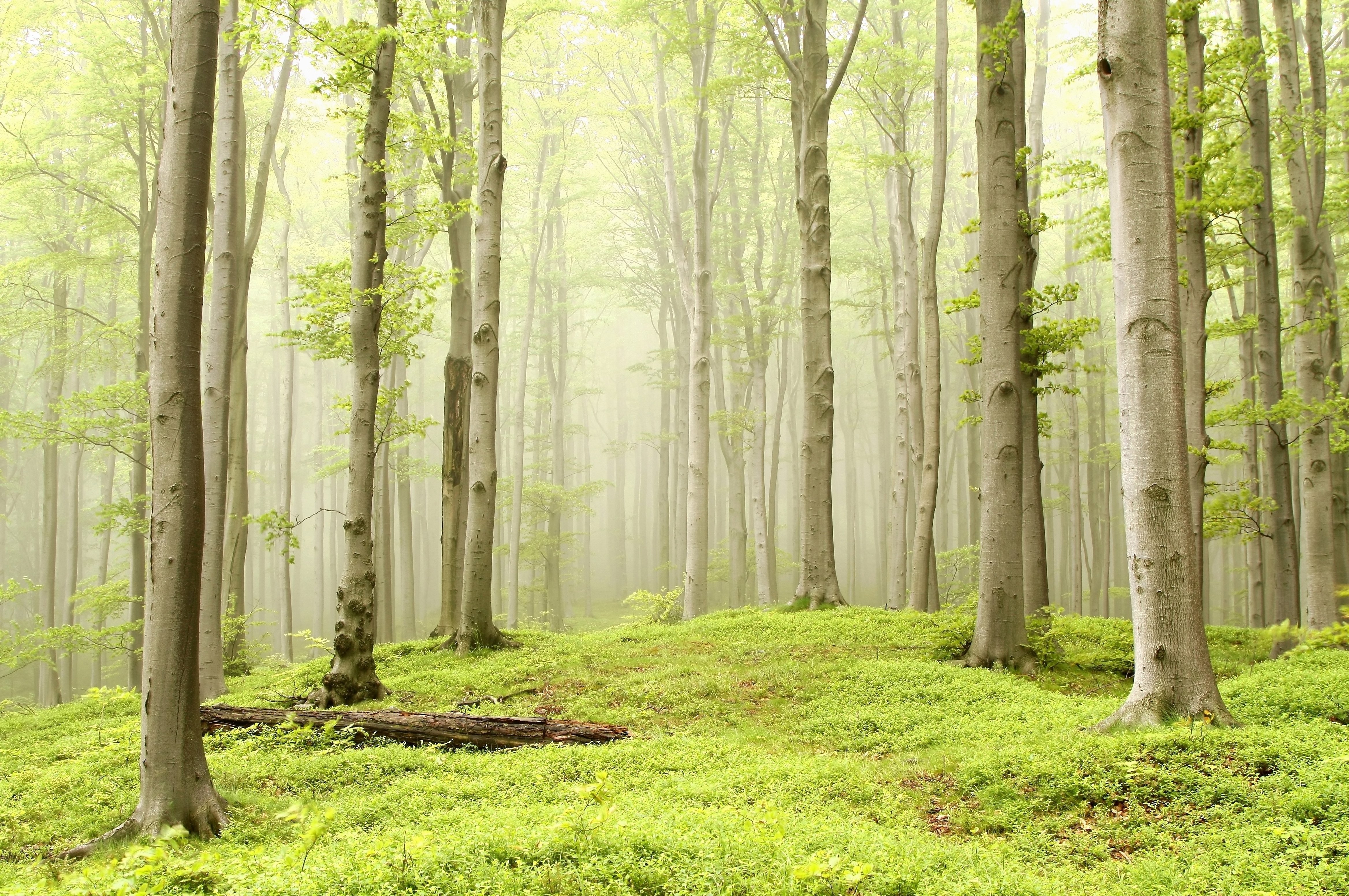 forest, Meadow, Trees, Fog, Nature Wallpaper