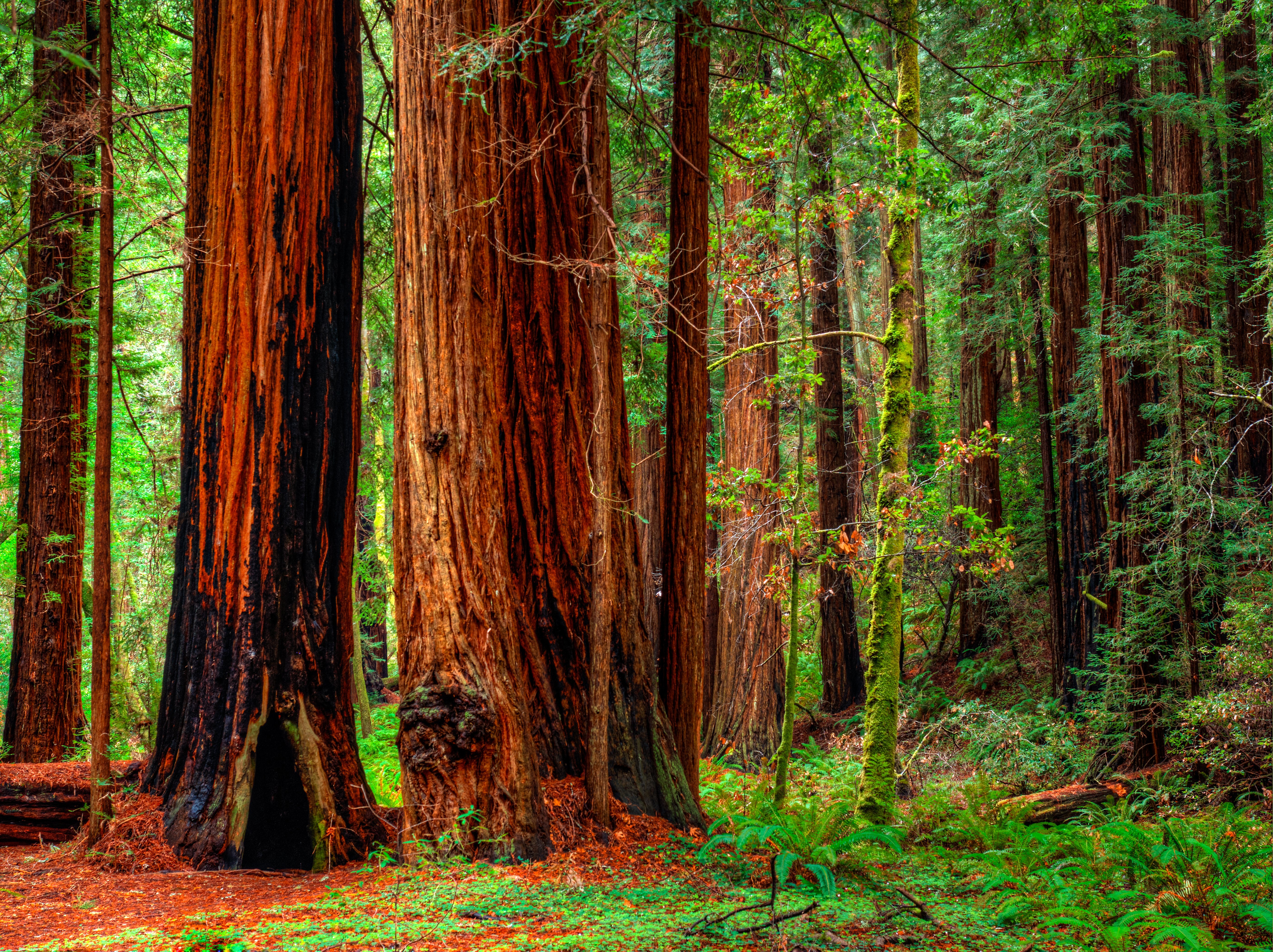 forest, Trees, Nature Wallpaper
