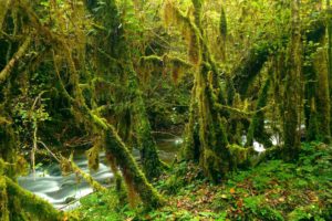 mossy, Forest, River, Trees, Nature